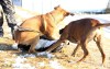 Thumbs/tn_28-1-11-zd.jpg