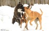 Thumbs/tn_bo-12-12-10-l.jpg