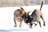Thumbs/tn_7-2-11-zd.jpg