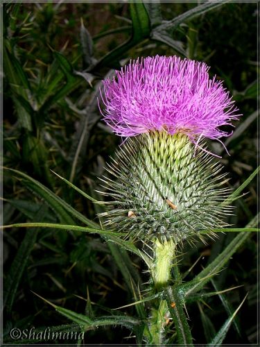 Distel