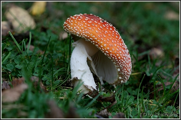 ../Images/fliegenpilza.jpg