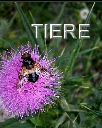 Tierbilder