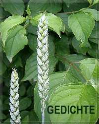 GEDICHTE