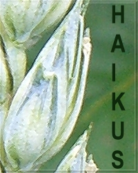 HAIKUS