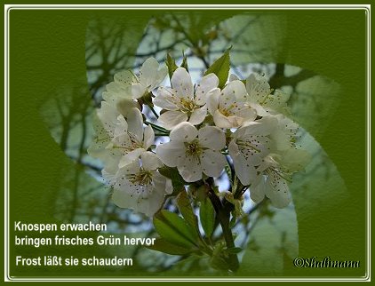 Bild Kirschblüte