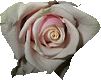 Bild Rose