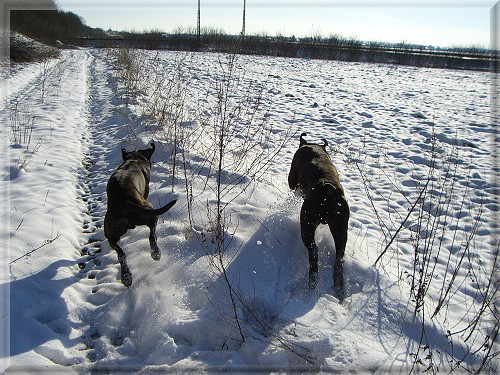 die Kumpels im Schnee