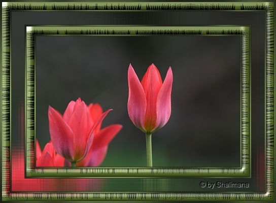 ../Images/iris.jpg