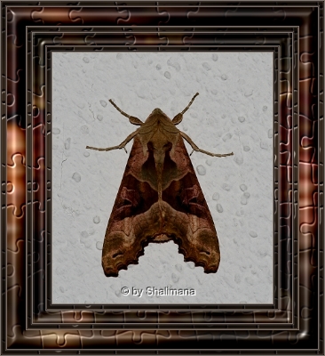 ../Images/mona.jpg